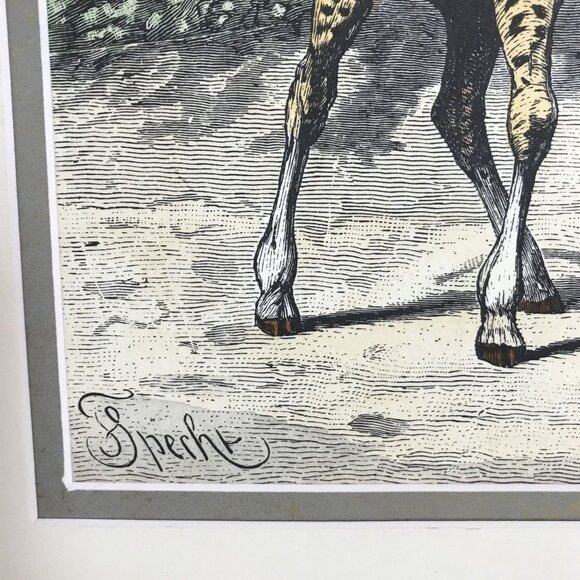 VTG Friedrich Specht "Giraffe" Late 19th Century Woodcut Art Jungle Multi-color - Picture 7 of 12